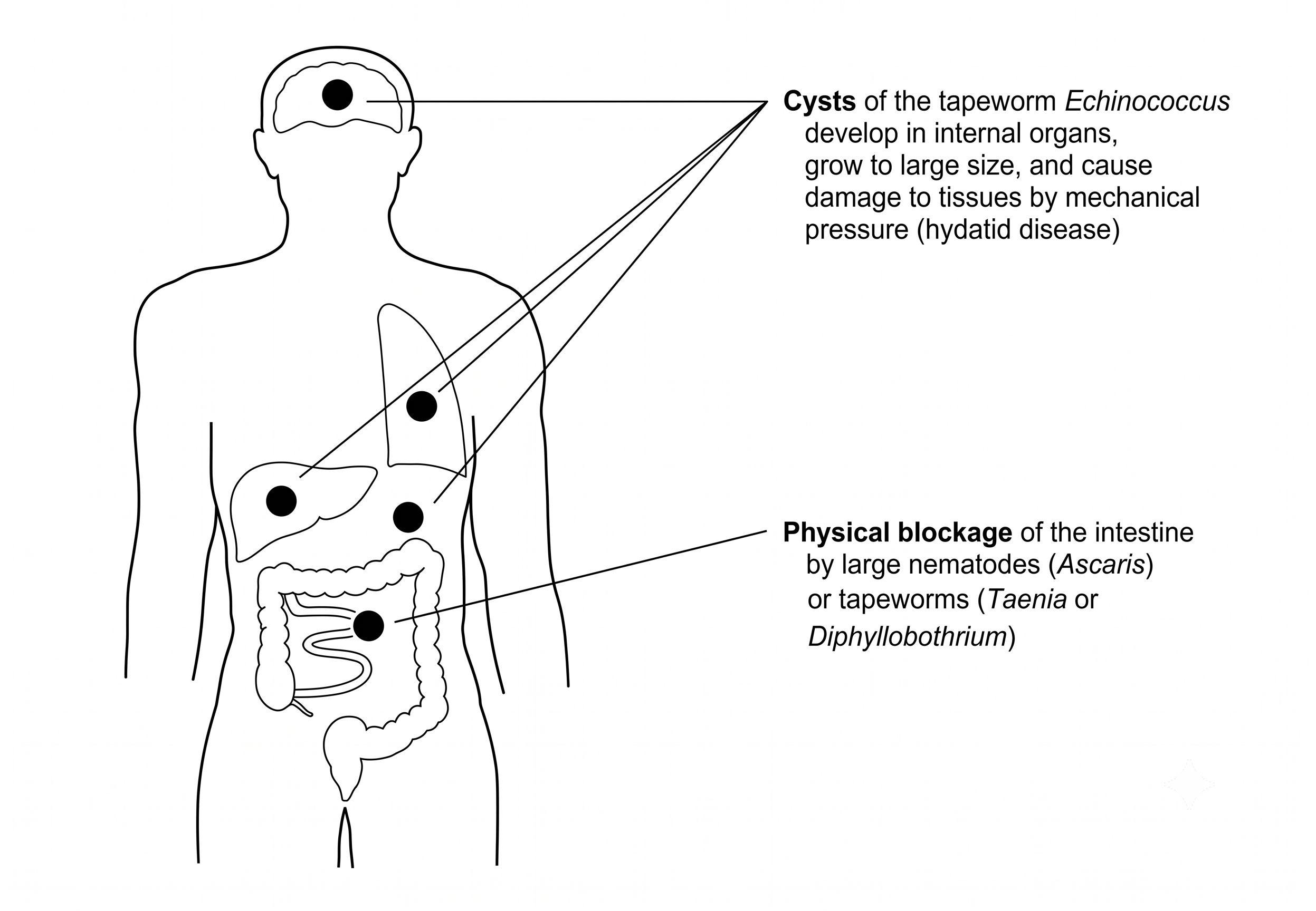 inteatinal parasites2